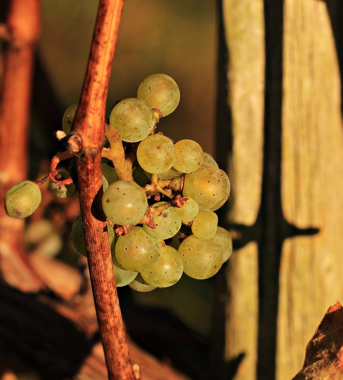 Grappe de raisin sur un pieds de vigne