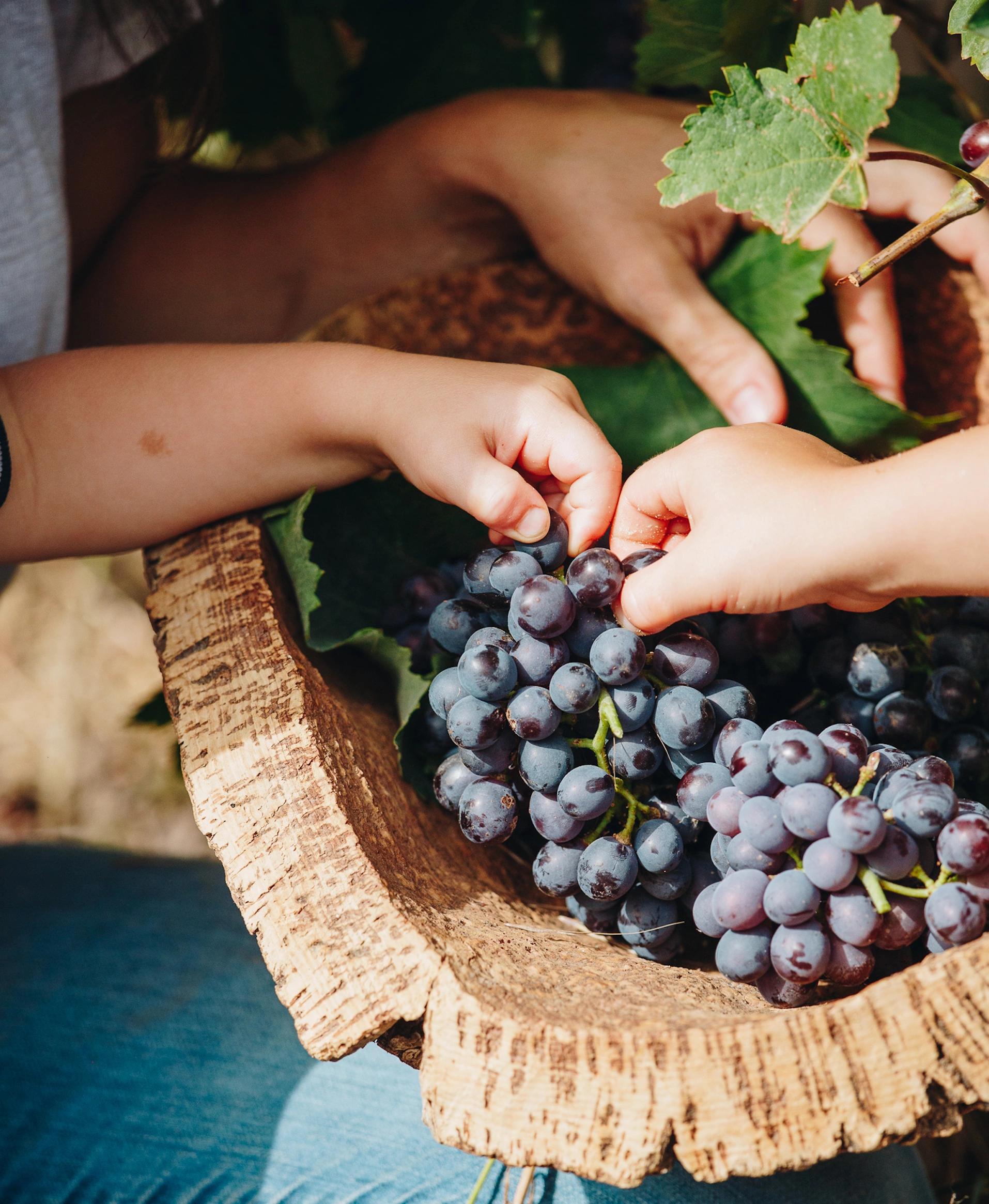 Grappe de raisin noir