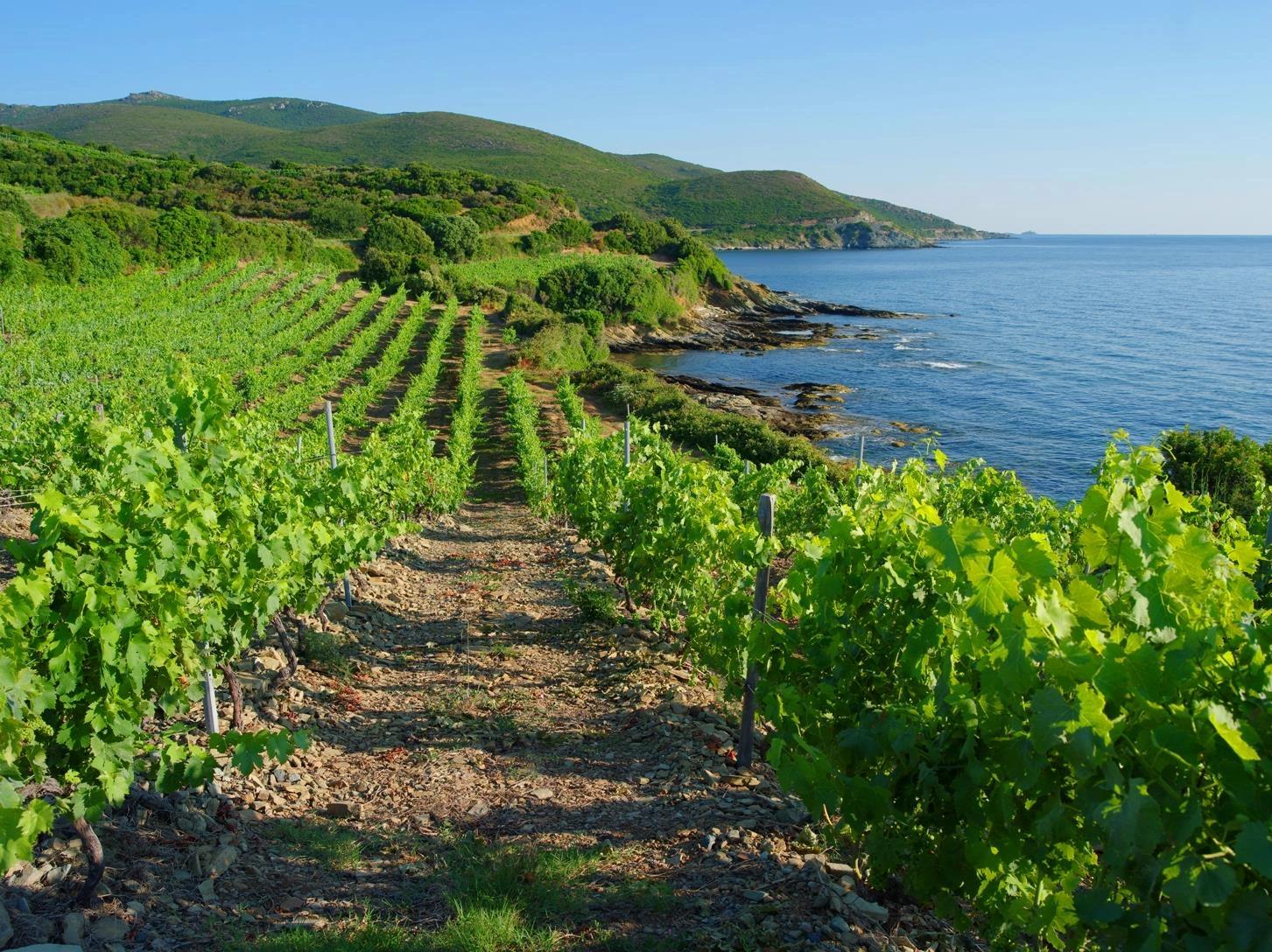 Vignes au bord de la mer