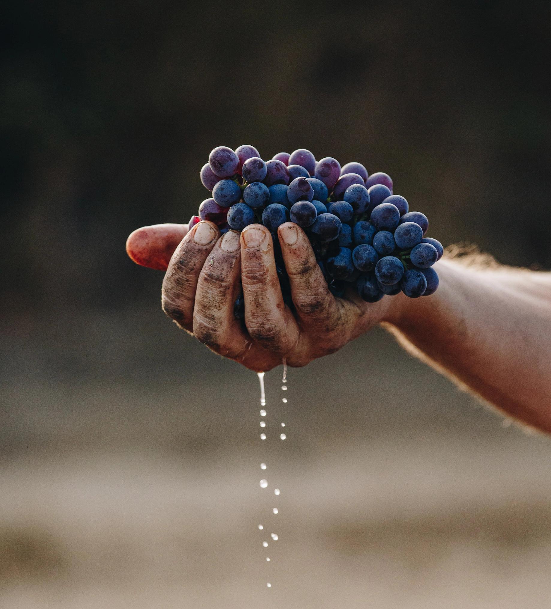 Grappe de raisin noir