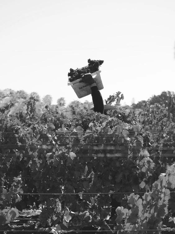 Homme effectuant les vendanges - Caviste en ligne